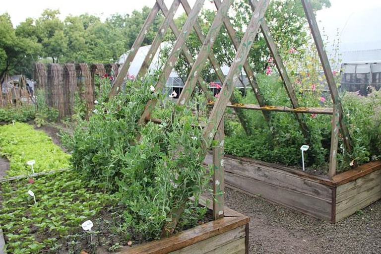 backyard garden using raised beds and wood stake