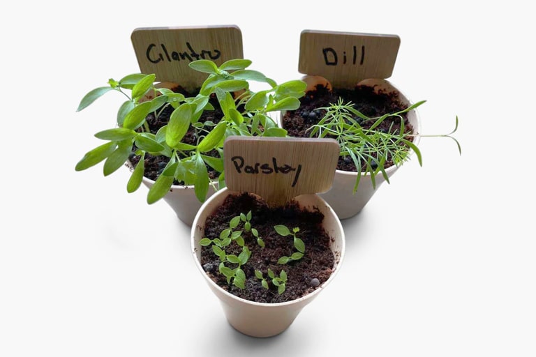 herbs growing in pot with tags