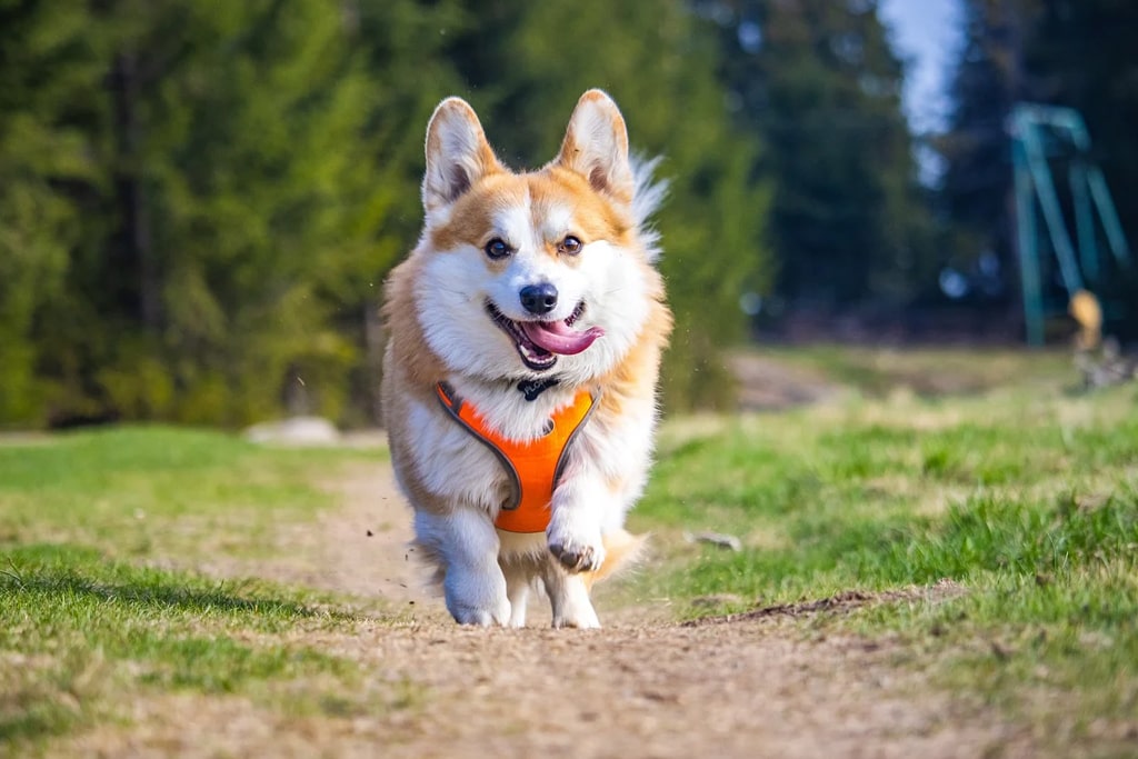 corgi dog running