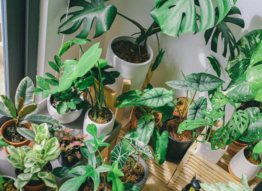 indoor pot plants