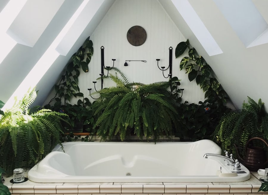bathtub surrounded with plants