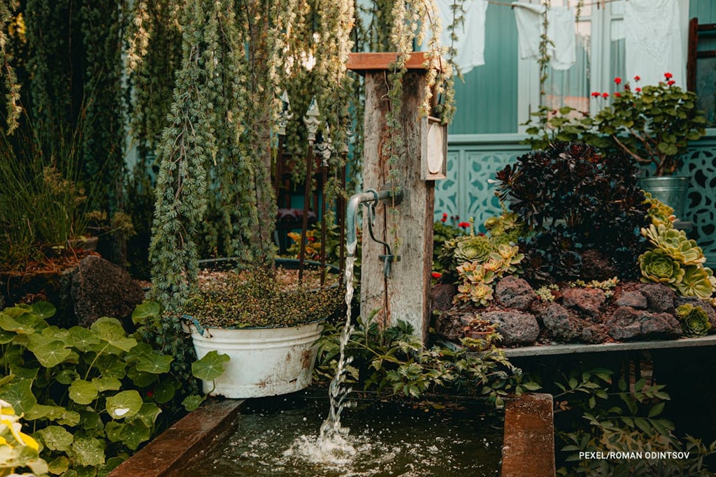water feature surrounded by plants