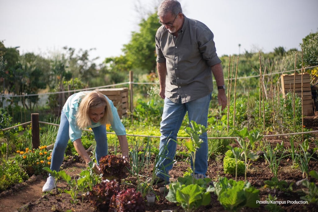 old couple doing gardening