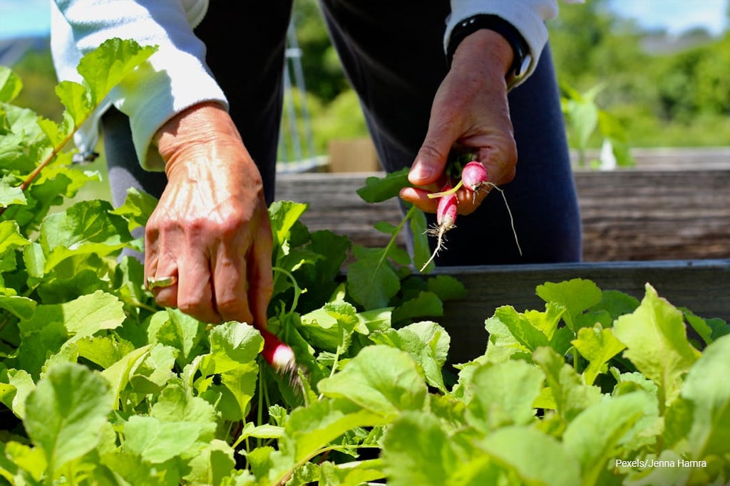 man harvesting radishes
