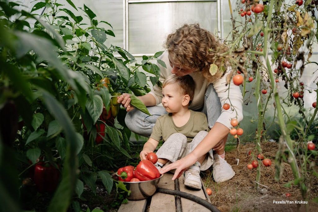 a woman harvesting red peppers and tomatoes at the garden with his son