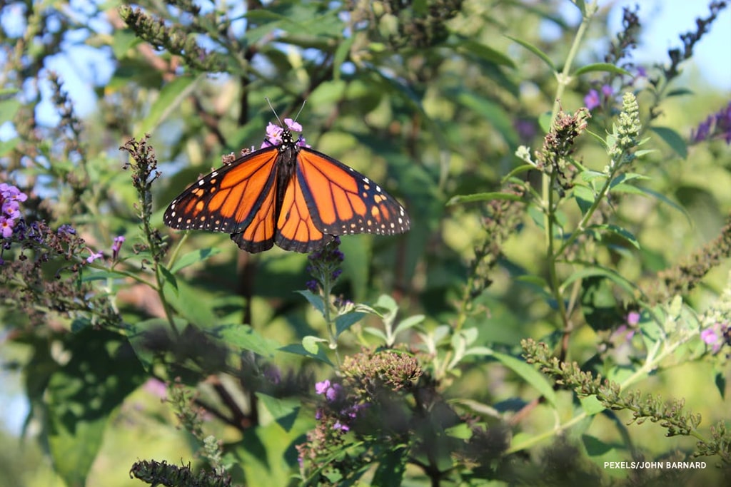 butterfly land on the flower