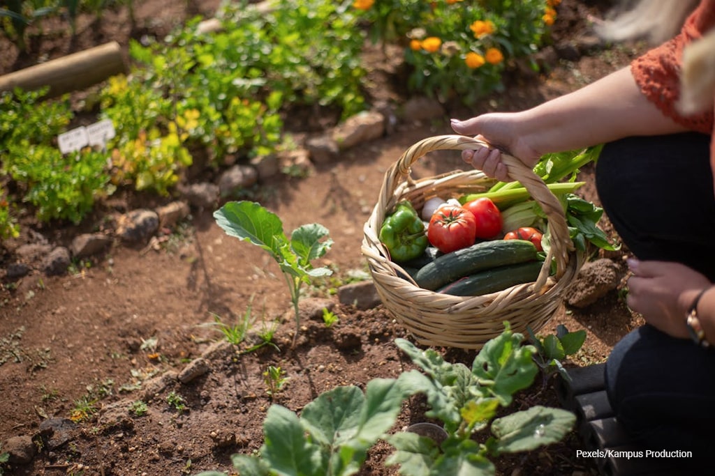 basket full of vegetables