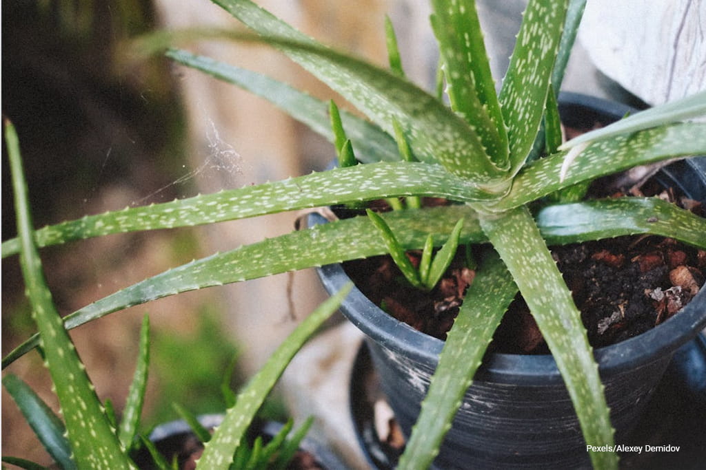 aloe vera